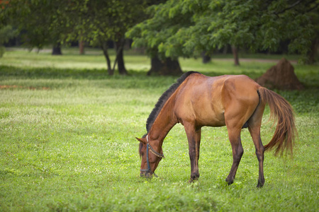 马在牧场上吃草照片