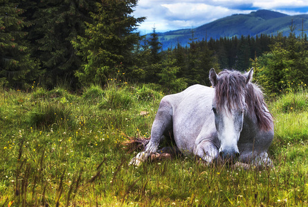 单独的白马位于山地草甸在雨天与戏剧性的云。乡村景观