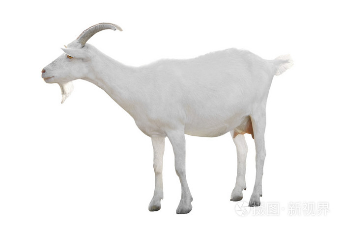 白国内山羊