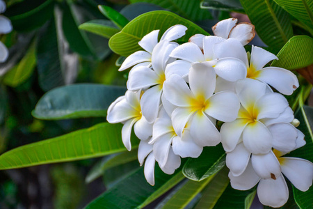 白色素馨花鲜花
