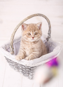 甜苏格兰奶油色小猫坐在柳条编织的篮子。一只猫的画像。在家里的猫