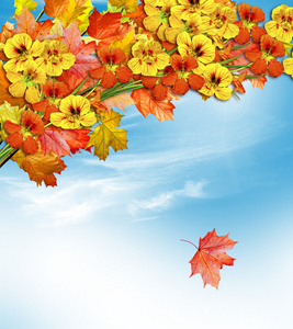 秋天的树叶。金 Autumn.nasturtium