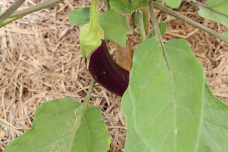 植物紫色茄子