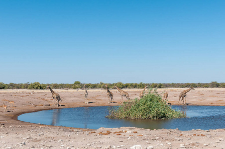 七纳米比亚长颈鹿在水坑
