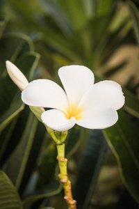 鸡蛋 鸡蛋 一束鲜花，在树上损坏