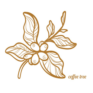 用树叶和天然咖啡豆咖啡树的分支。植物的轮廓绘图。符号。矢量