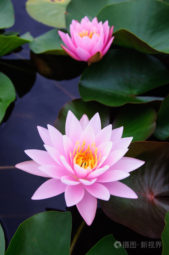 这个美丽的睡莲或莲花花