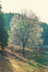 从岩石 Fagaras 景观山在罗马尼亚