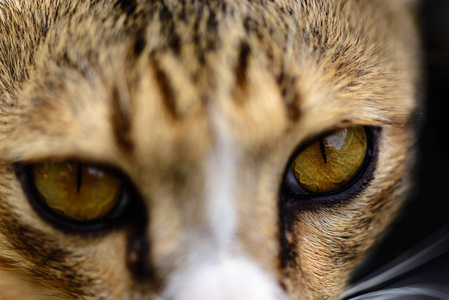 猫眼睛，猫脸，看看相机的特写镜头