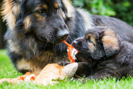 老德国牧羊犬和一只小狗在户外玩