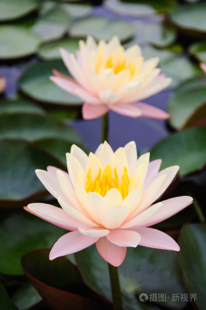 这个美丽的睡莲或莲花花