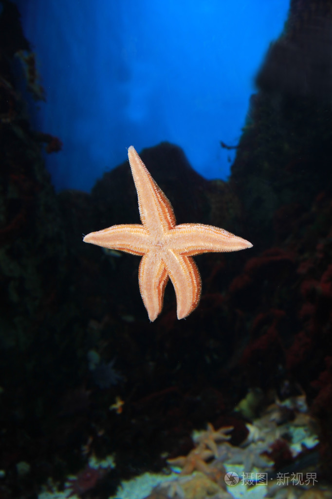 海星鱼水下