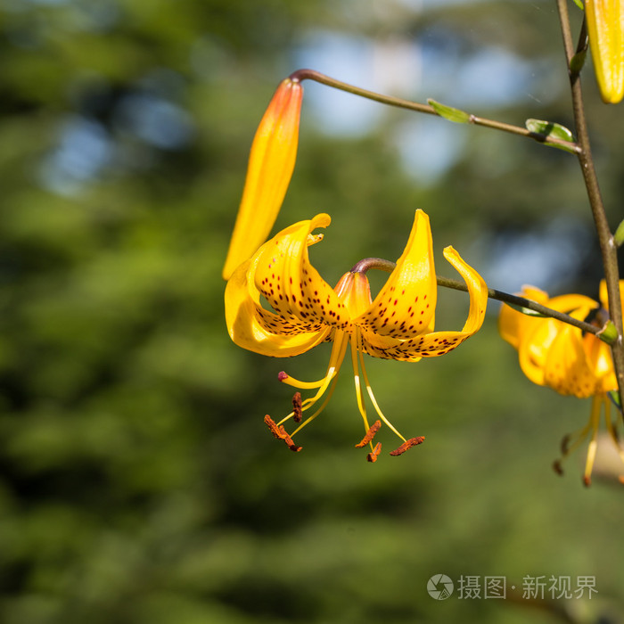 黄色百合花的花园