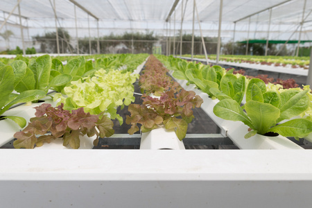 水培生菜蔬菜种植在农业农场