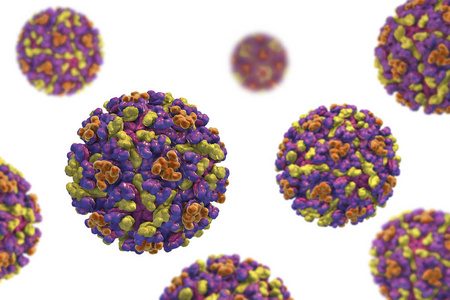 东部马脑炎病毒照片