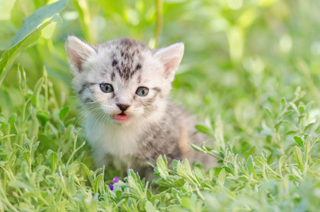 条纹的小猫坐在草地上