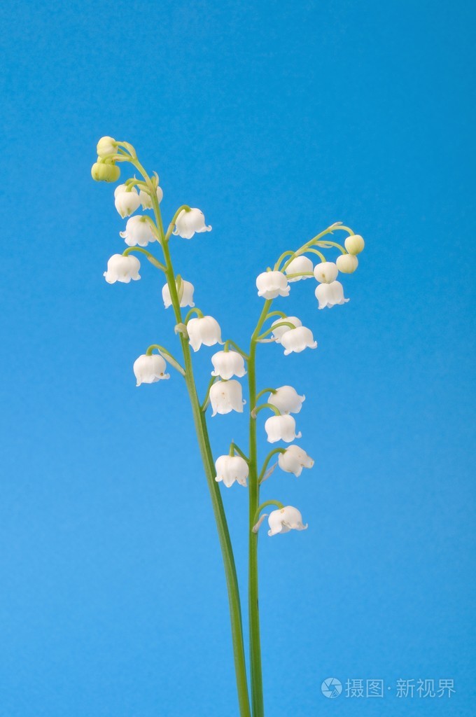 山谷的百合花照片-正版商用图片0e8k08-摄图新视界