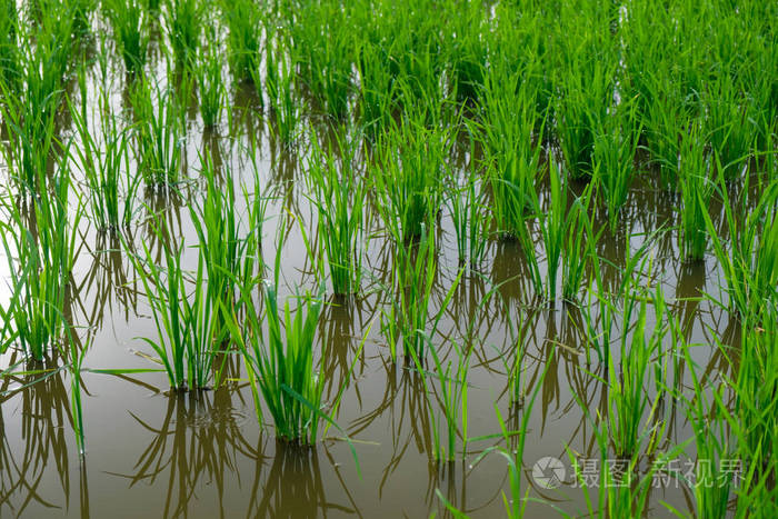 水稻幼苗绿色背景