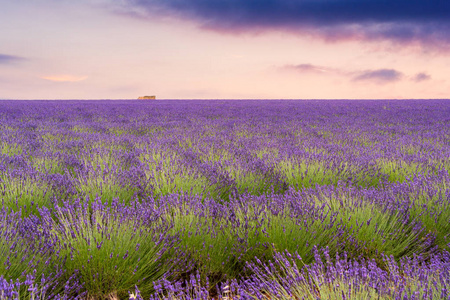 在 Valensole，法国的薰衣草田