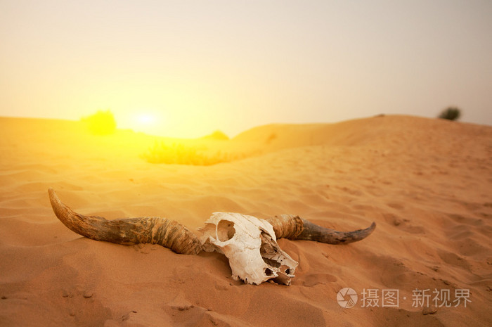 在沙漠中的动物头骨