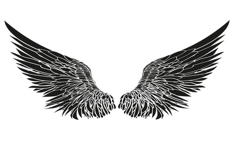 黑色和白色的翅膀图片