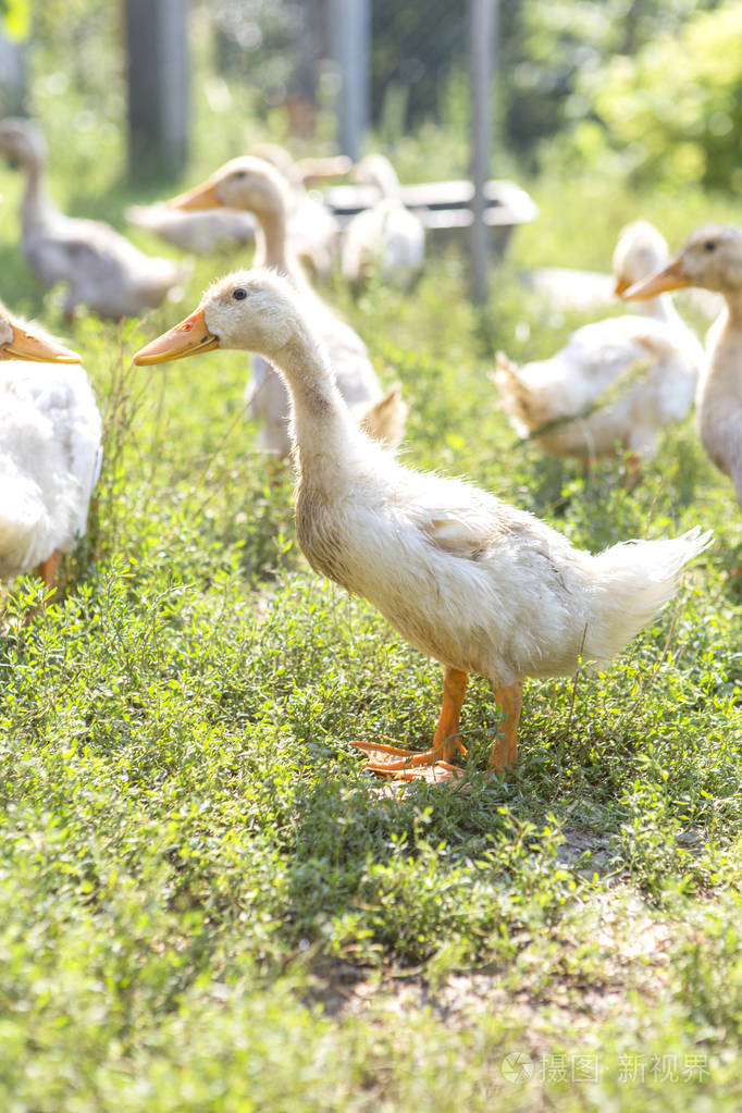 鸭子在一个农场上的绿色草地上散步野生动物夏季的一天