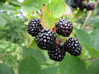 黑莓与浆果和绿色的树叶，在花园里的植物