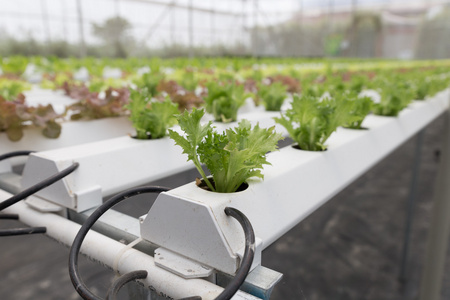 水培生菜蔬菜种植在农业农场图片