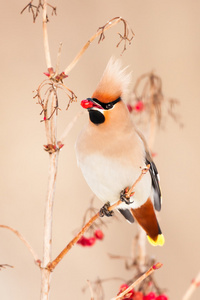 波希米亚雀 Bombycilla garrulus 坐在布什