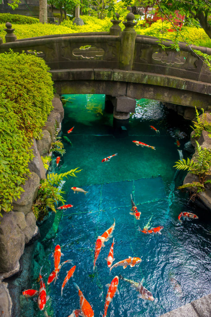 漂亮的锦鲤鱼在 pong 在一条小河,包围在日本,在东京的日本花园的浅草