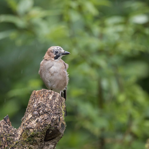 美丽的鸟儿 Jay Garrulus Glandarius 树上树桩在森林 l