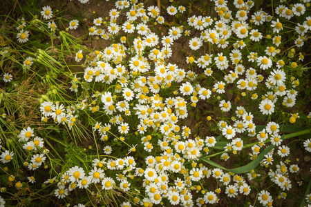 春天的花朵, Peloponnese, 希腊