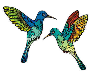 两个食蜂鸟图片