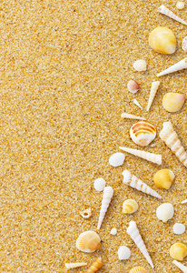 沙子和贝壳