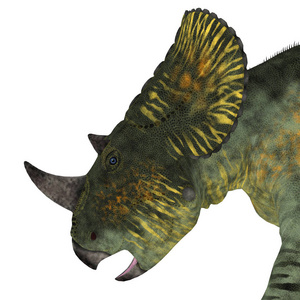 Brachyceratops 恐龙头
