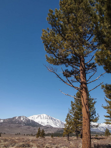 松树 白雪皑皑的山风景