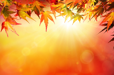红色的树叶与阳光的秋天背景