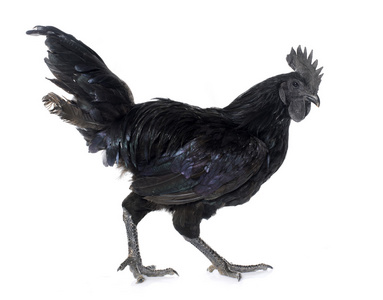 公鸡 ayam cemani