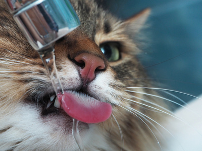 在浴室里的獠牙饮用水逗猫图片