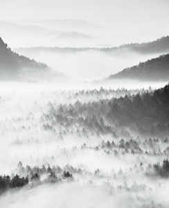 如梦似幻雾气弥漫的森林景观。美琪大老山峰树木砍照明雾。深深的山谷充满了五颜六色的雾