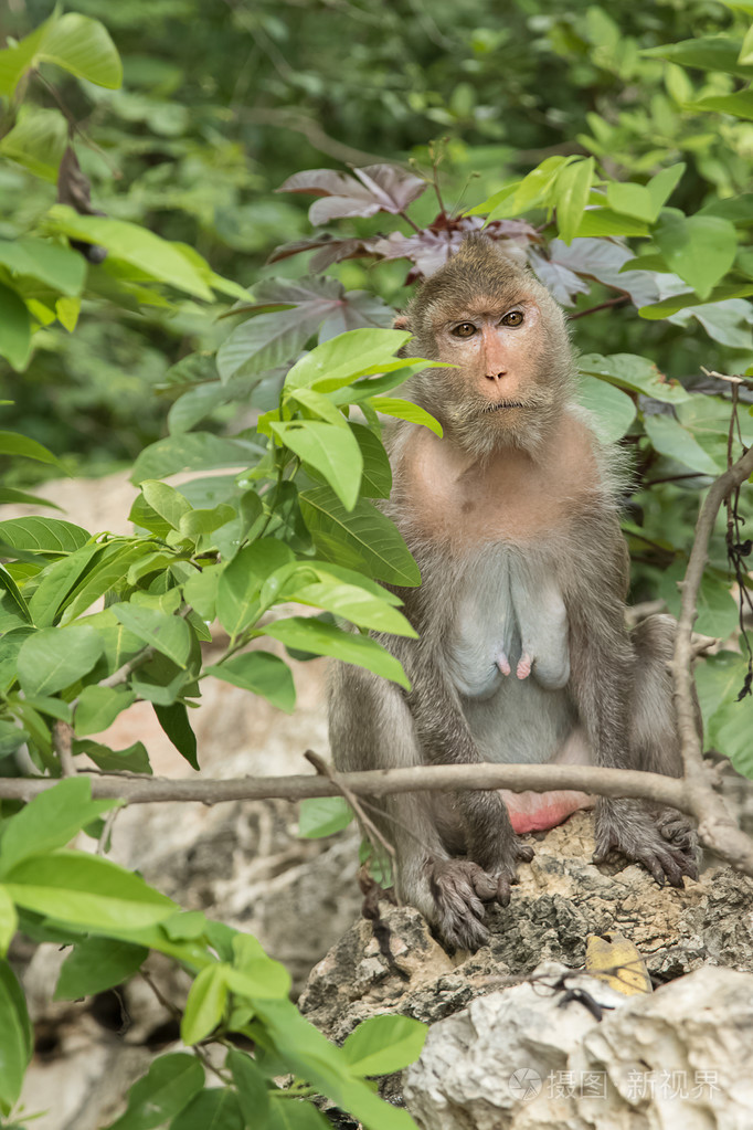 在自然公园的石头上坐着的那只猴子