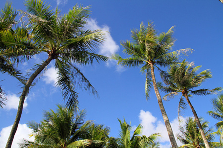 棕榈树在关岛，密克罗尼西亚