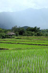 在农村，清迈，泰国绿色稻田