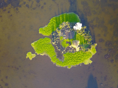 鸟瞰图湖湿地芦苇草