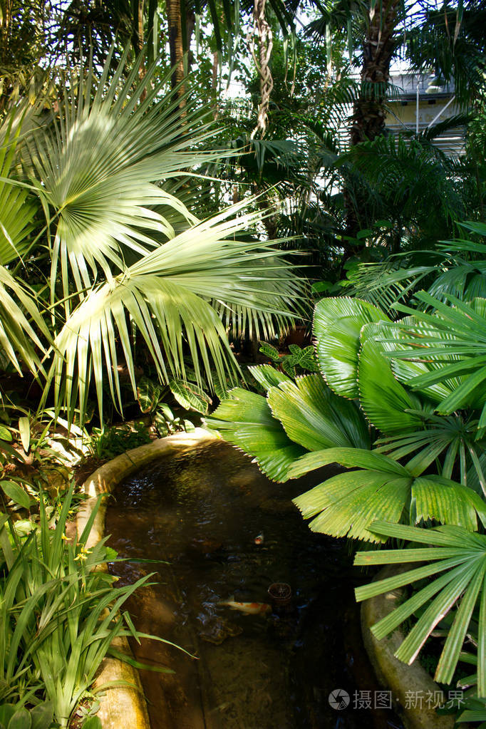 在植物园的池塘和棕榈树