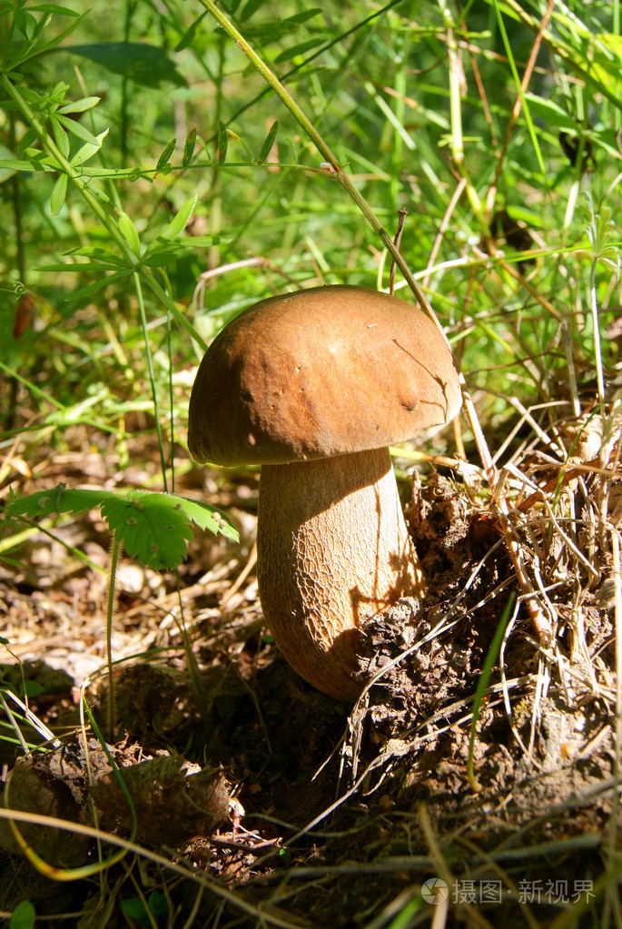 国王牛肝菌蘑菇