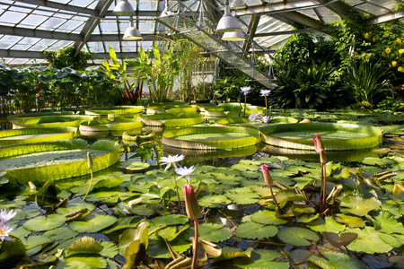 王莲图片 王莲素材 王莲插画 摄图新视界