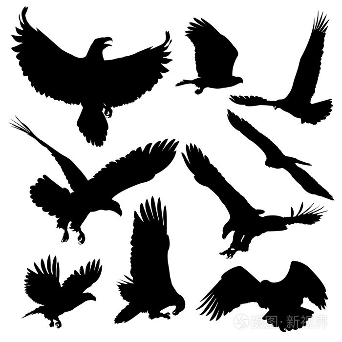 白头海雕剪影孤立在白色背景上插画-正版商用图片0e97mj-摄图新视界