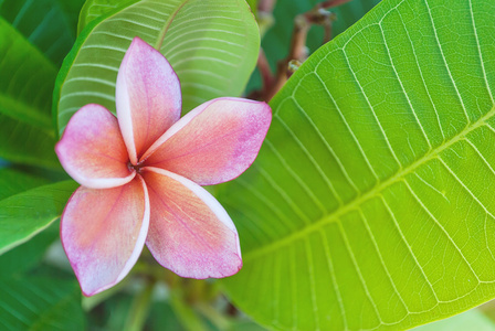 自然，鸡蛋花鸡蛋花鸡蛋花