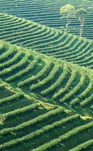 泰国清迈，新鲜茶叶种植园上梯田